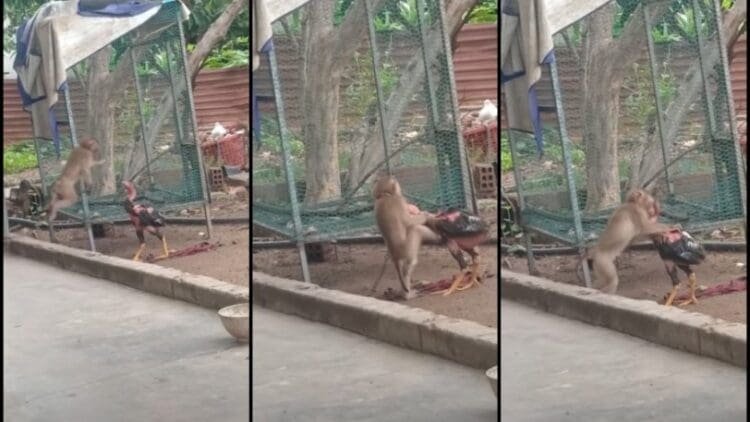Δεν υπάρχει! Ξύλο για… όσκαρ μεταξύ κόκορα – μαϊμούς! (vid)